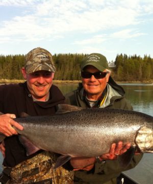 A nice early run Kasilof King Salmon. Unlike the Kenai, the use of bait is allowed on the Kasilof beginning May 16.  Also unlike the Kenai, anglers are allowed to keep fishing after retaining a king salmon, making this a very attractive fishery for someone looking for a shot at multiple kings.