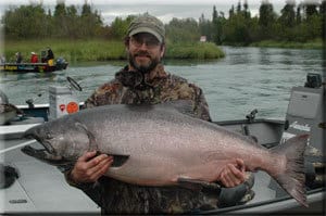 fat kenai king salmon