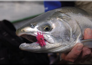 silver salmon with wog fly in mouth