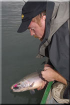 man releasing a fly-caught silver salmon