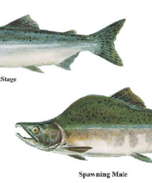 Ocean_stage_and_spawning_pink_salmon