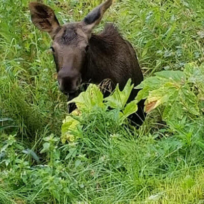 August-2018-Moose