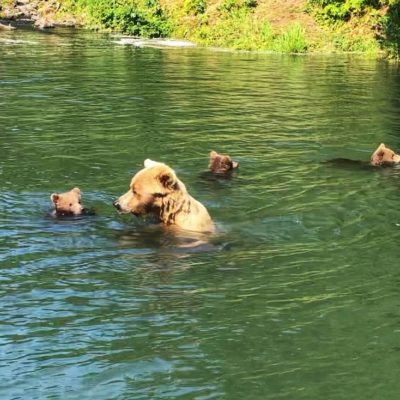 Big-River-Lake-Bears-Swimming