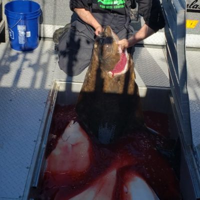 Cook-Inlet-Halibut-May-2019