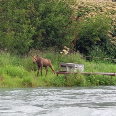 Kenai-River-Moose-Calf