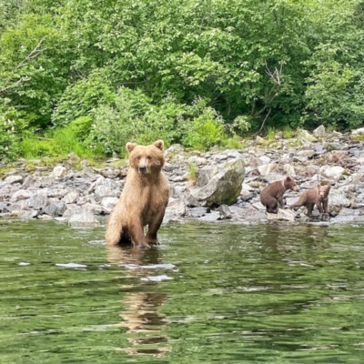 Goldy-Brown-Bear-with-Cubs-Big-River-Lake-2021