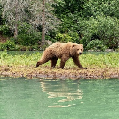 Big-River-Lake-Big-Brown-Bear