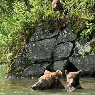 Big-River-Lake-Brown-Bears