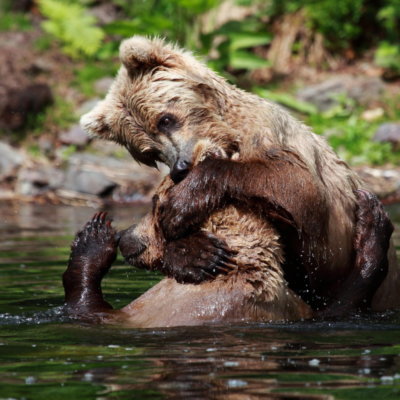 2 Bears wrestling 2