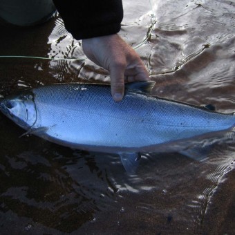 bachatna creek silver salmon