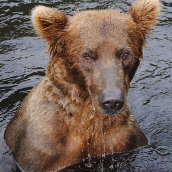 Wolverine Creek Brown Bear