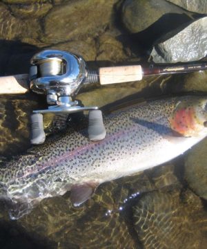Chuit river rainbow trout.