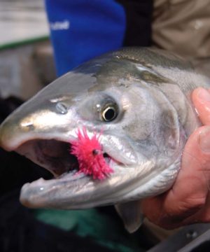 silver salmon with fly in mouth