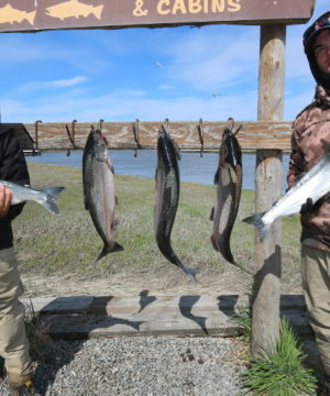 Kasilof-King-Salmon-Mark-Glassmaker-Alaska-Fishing-44